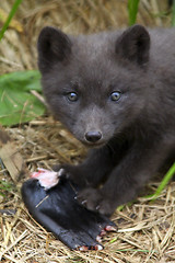 Image showing Greedy young fox