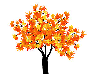 Image showing maple tree