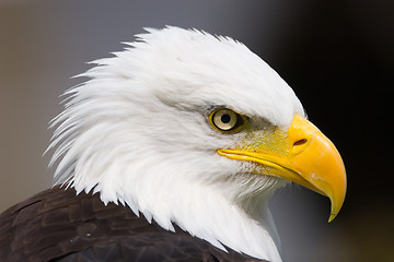 Image showing Proud Eagle