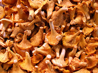 Image showing Grocery store - chanterelle mushrooms