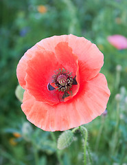 Image showing Beautiful red poppies blossom among meadow grasses