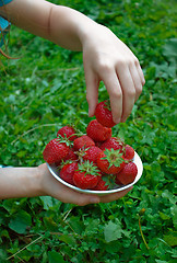 Image showing Girl fills  plate with  ripe strawberry