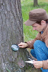 Image showing Young man attentively studies a tree bark