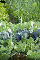 Image showing Cabbage