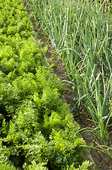 Image showing Carrots and onions