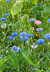 Image showing Various grasses beautifully blossom on a meadow