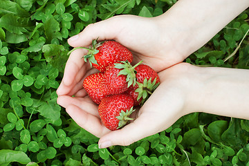 Image showing Two palms filled with strawberry