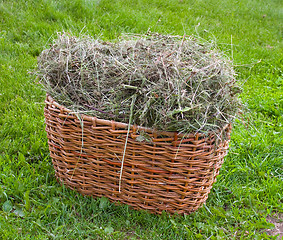 Image showing Basket with hay armful