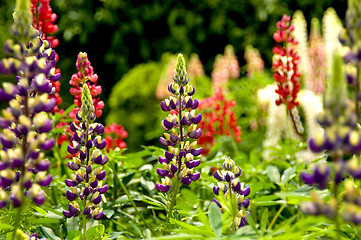 Image showing Lupins 01