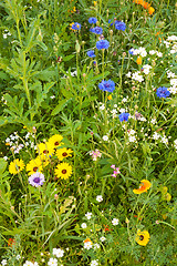 Image showing Various grasses beautifully blossom on a meadow