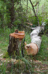 Image showing Birch stump and trunk