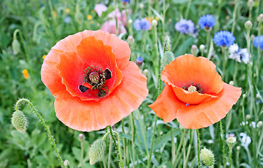 Image showing Beautiful red poppies blossom among meadow grasses