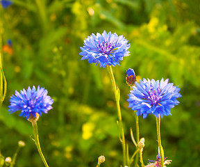 Image showing Cornflower blossoms in a meadow