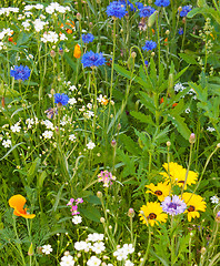 Image showing Various grasses beautifully blossom on a meadow