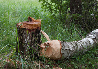 Image showing Birch stump and trunk of  birch