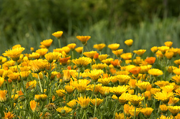 Image showing Marigold 01