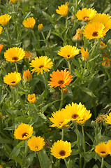 Image showing Marigold 02