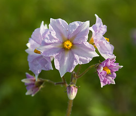 Image showing inflorescence potato. (Solanum tuberosum)