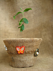 Image showing sprout of a feijoa in a flowerpot