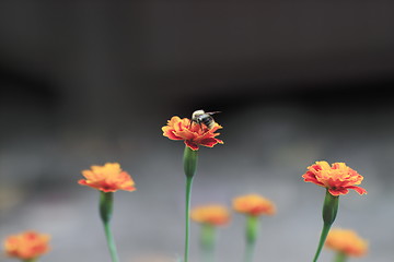 Image showing flowers 