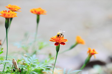 Image showing flowers 