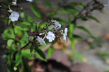 Image showing flowers 