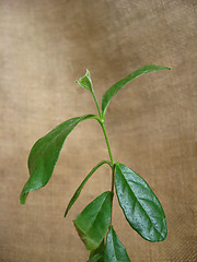 Image showing sprout of a feijoa
