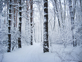 Image showing Winter landscape in a forest