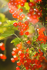 Image showing illuminated by sunlight redcurrant berries 