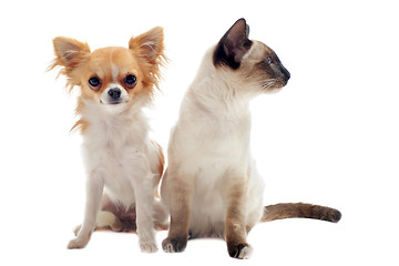 Image showing chihuahua and siamese kitten