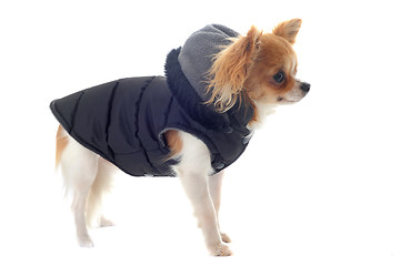 Image showing dressed chihuahua