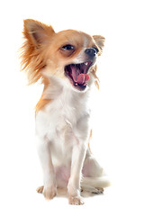 Image showing yawning chihuahua