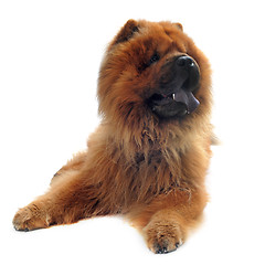 Image showing chow-chow