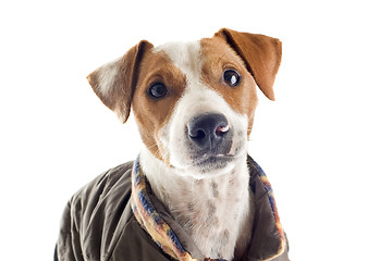 Image showing jack russel terrier with coat