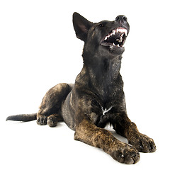 Image showing aggressive Holland Shepherd