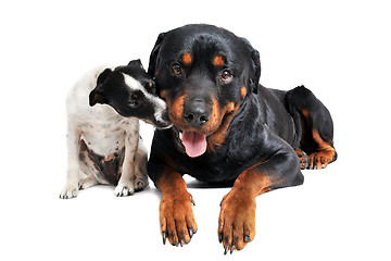 Image showing rottweiler and jack russel terrier