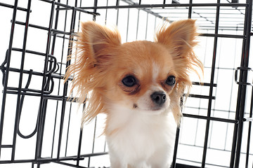 Image showing chihuahua in kennel