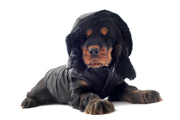 Image showing dressed cocker spaniel