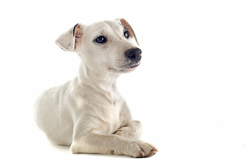 Image showing puppy jack russel terrier