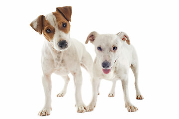 Image showing jack russel terrier