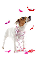 Image showing jack russel terrier with feathers