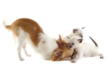 Image showing chihuahua and siamese kitten