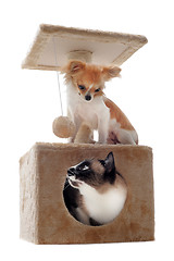Image showing siamese cat and chihuahua
