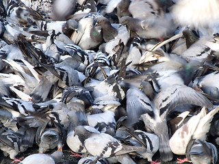 Image showing Crowding pigeons - multitude of birds