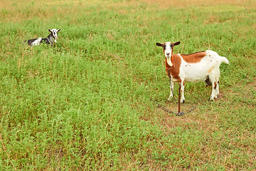 Image showing Goats on the pasture