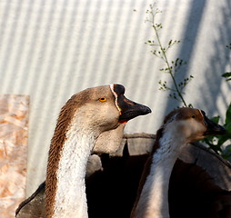 Image showing big gander