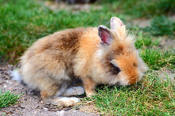 Image showing cute little rabbit