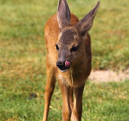 Image showing portrait of a baby deer