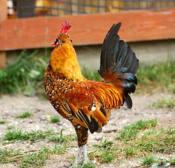Image showing rooster shaking its head