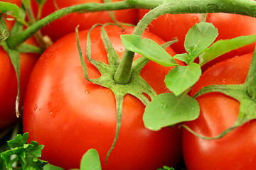 Image showing Vine Ripen Tomatoes